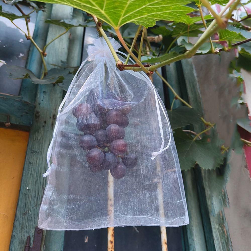 100pcs Mesh Grapes Fruit Grow  - Grow Bags 리뷰 및 가격