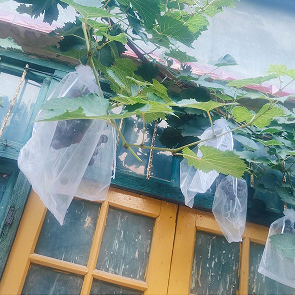 100pcs Mesh Grapes Fruit Grow  - Grow Bags 리뷰 및 가격