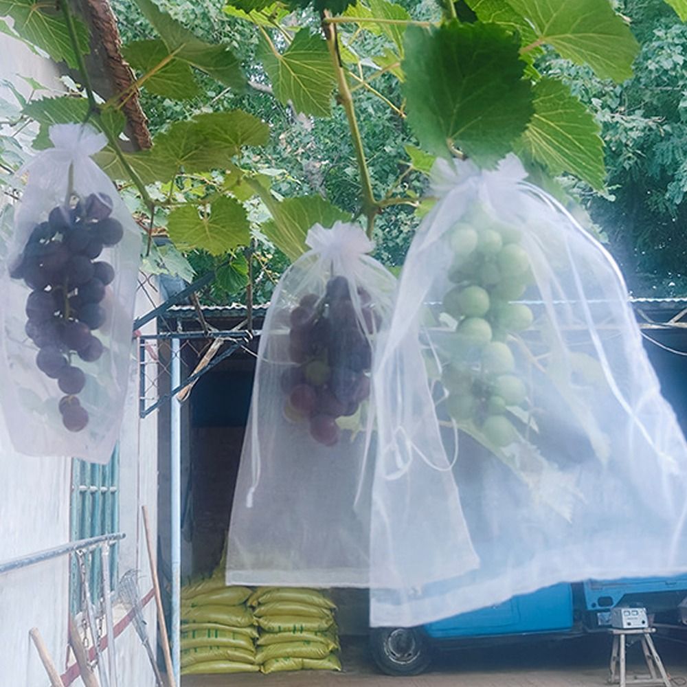 100pcs Mesh Grapes Fruit Grow  - Grow Bags 리뷰 및 가격