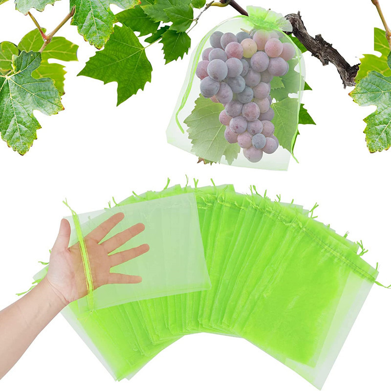 20-100pcs Strawberry Grapes Fr - Grow Bags 리뷰 및 가격