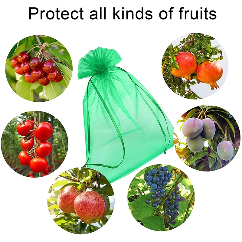 20-100pcs Strawberry Grapes Fr - Grow Bags 리뷰 및 가격