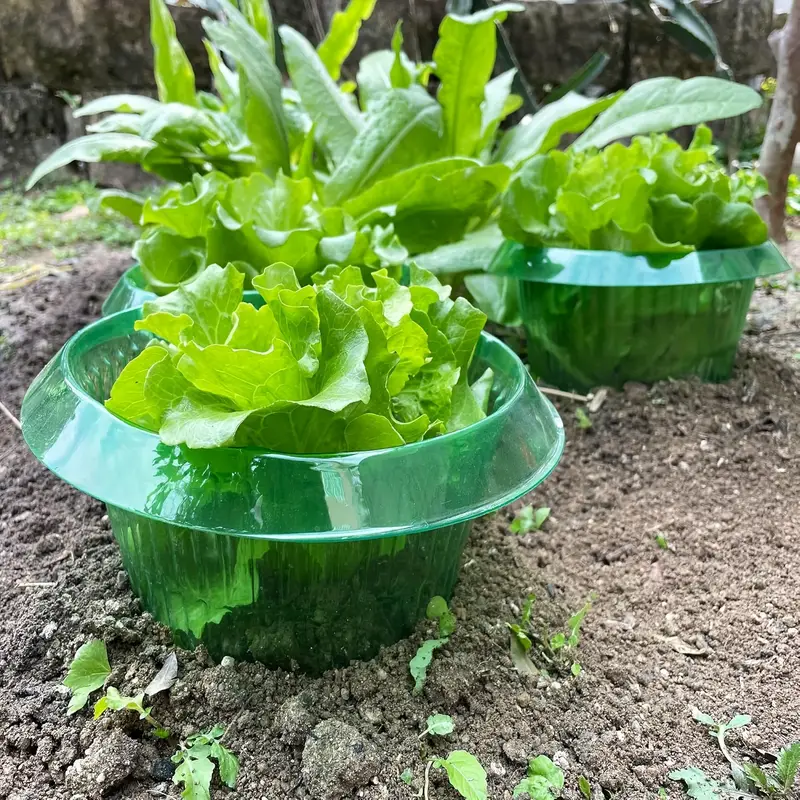 Plants Slug Protection Rings V - Gardening Tools Green 리뷰 및 가격